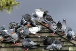 Daños ocasionados por palomas