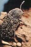 Ejemplar de carcoma "Ernobius" adulto