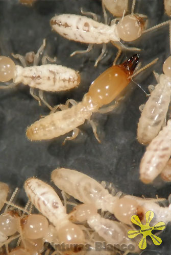 Tratamiento de carcoma  Lucha contra gorgojos y termitas – Loja do Inseto
